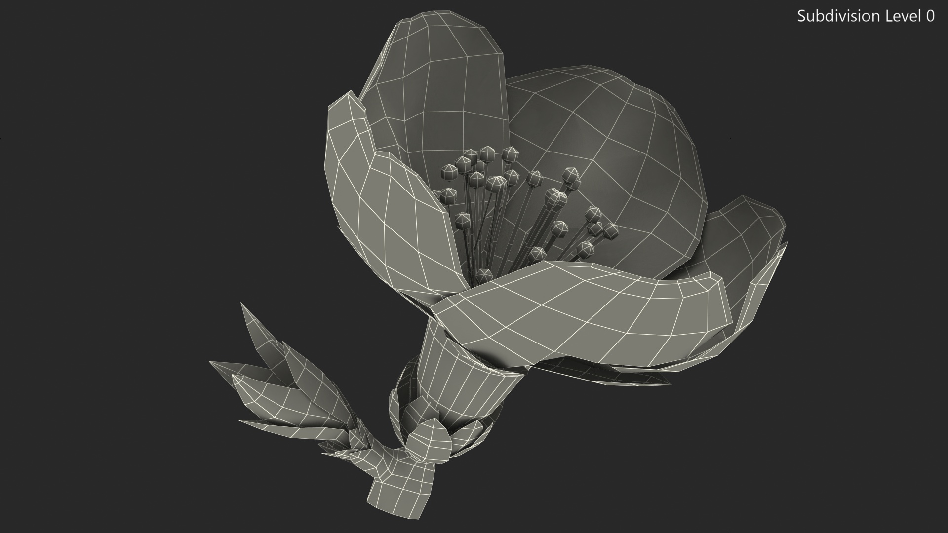 Cherry White Flower 3D model