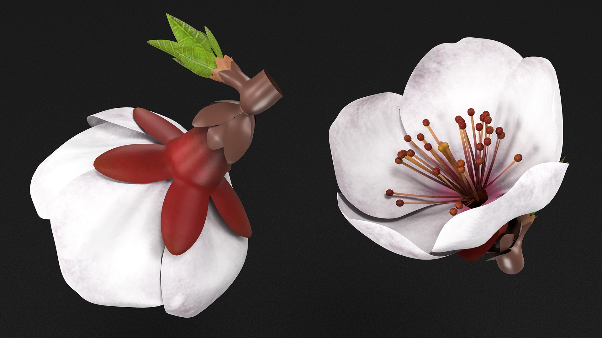Cherry White Flower 3D model