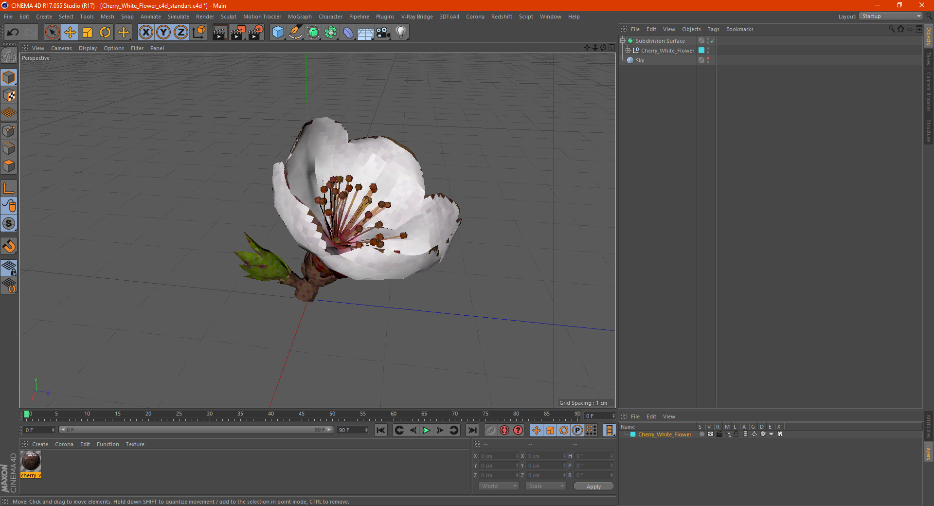 Cherry White Flower 3D model