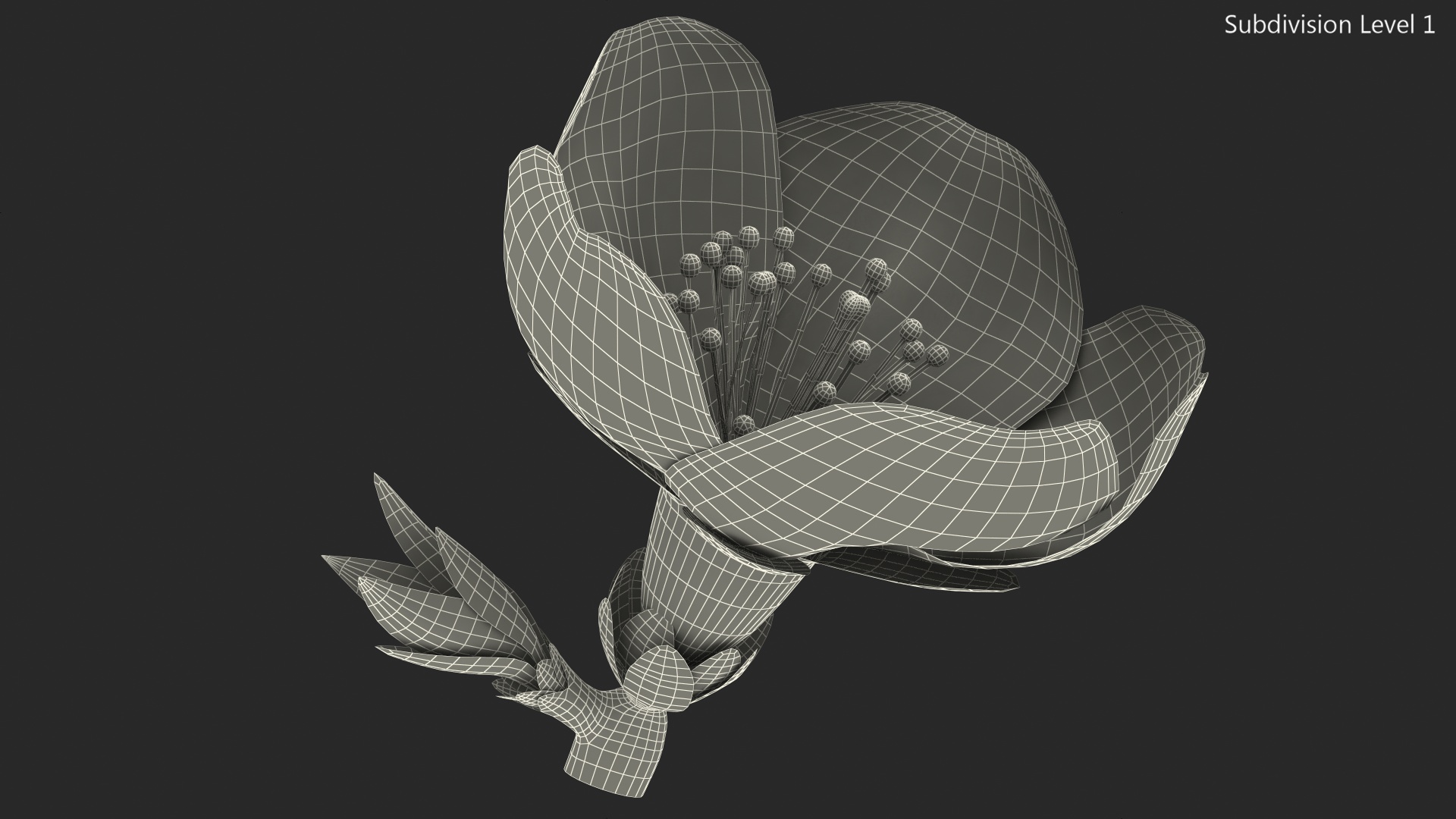 Cherry White Flower 3D model