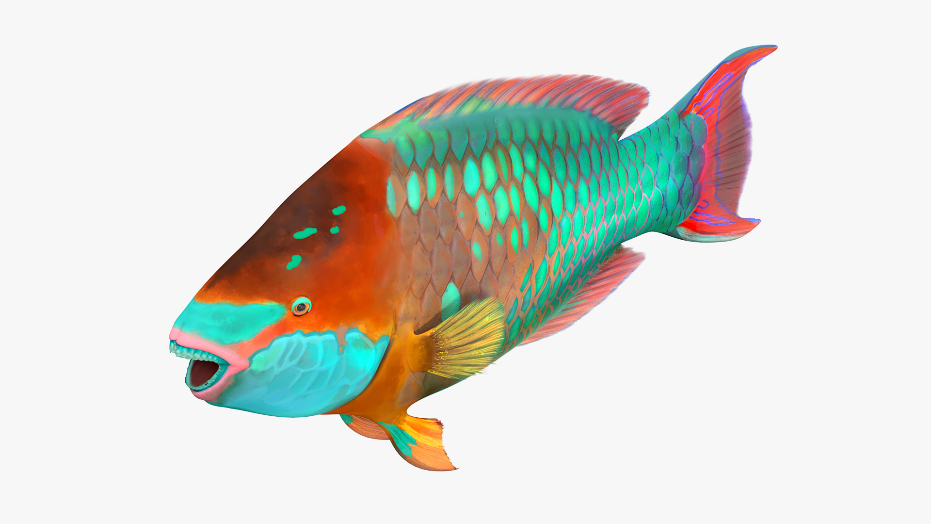 Tropical Parrotfish 3D model