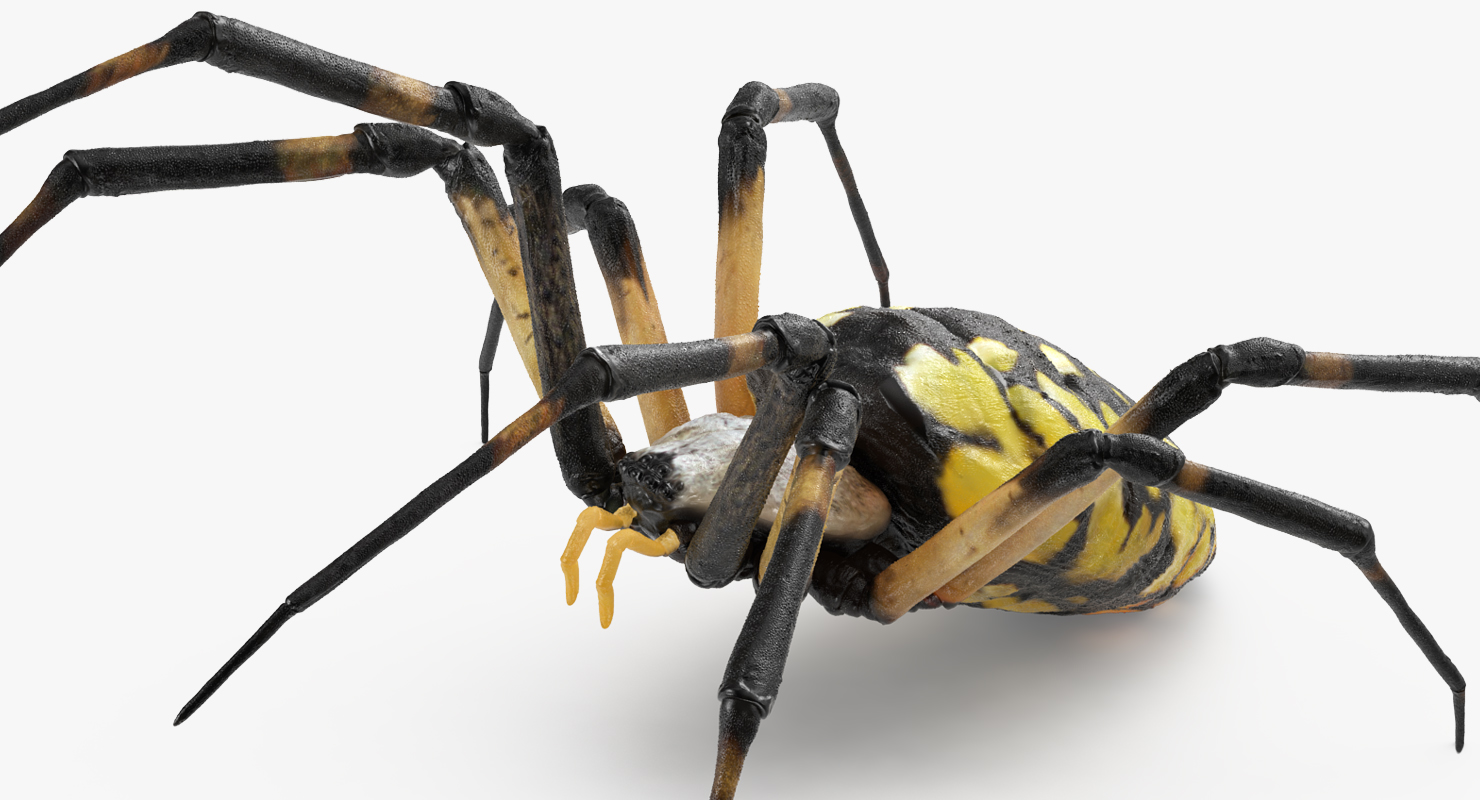 Argiope Aurantia or Yellow Garden Spider Rigged 3D