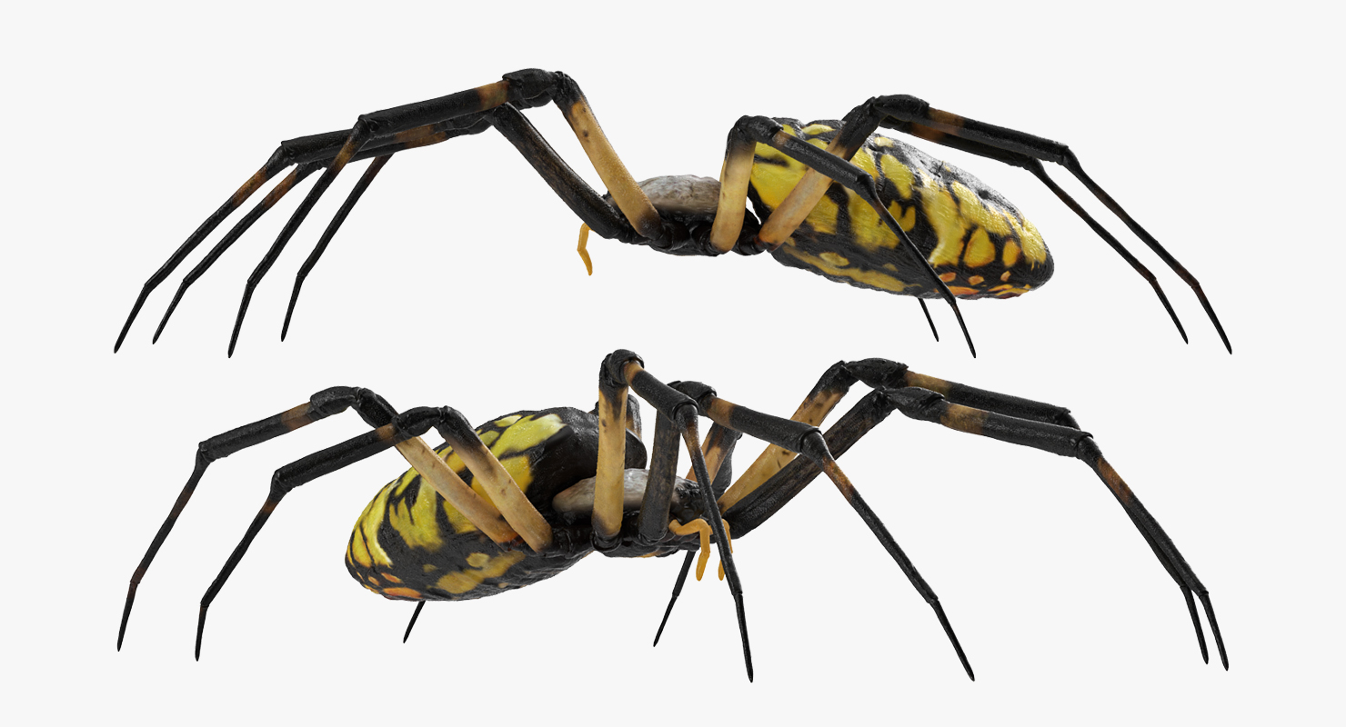 Argiope Aurantia or Yellow Garden Spider Rigged 3D