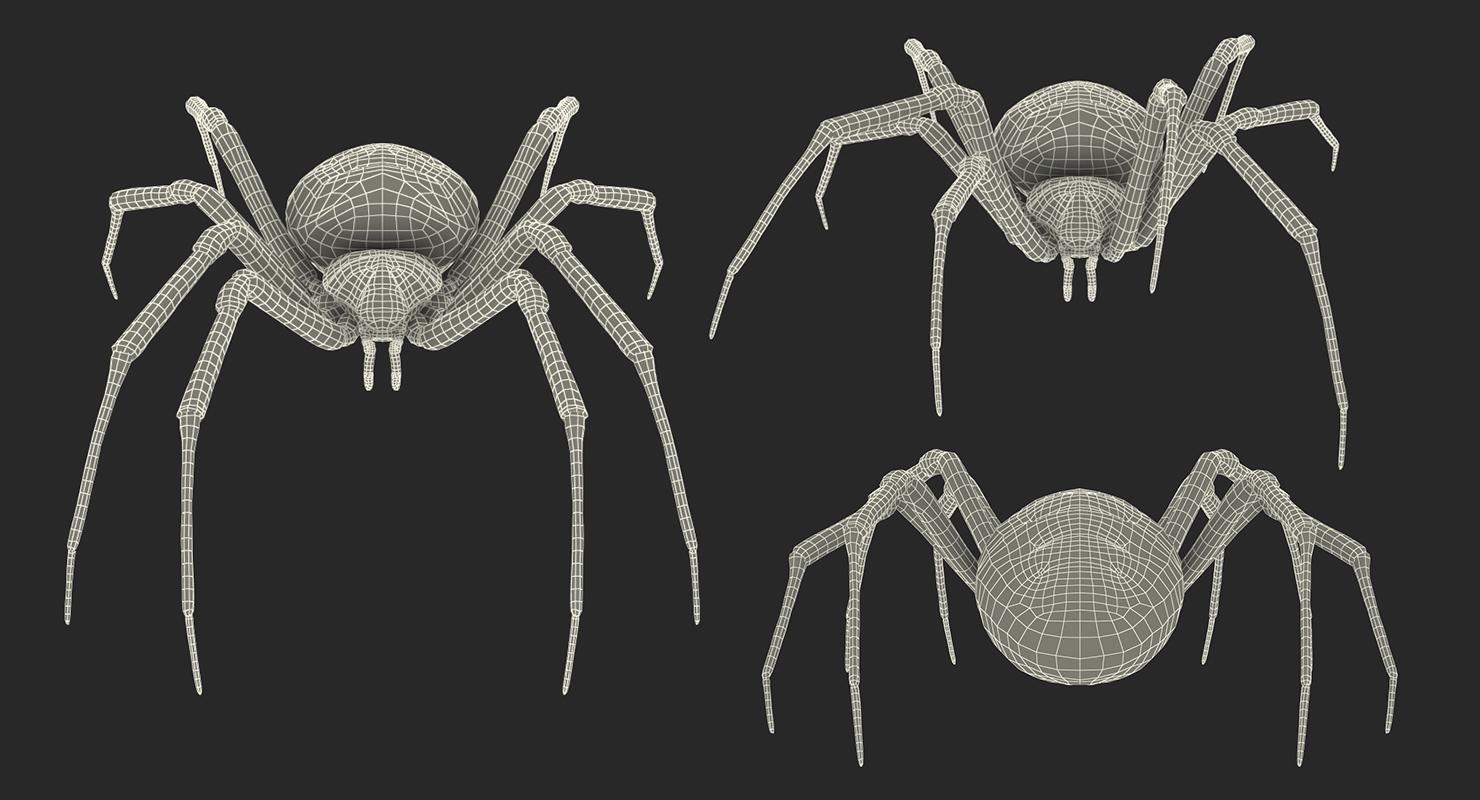 Argiope Aurantia or Yellow Garden Spider Rigged 3D