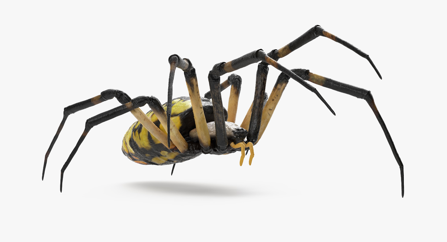 Argiope Aurantia or Yellow Garden Spider Rigged 3D