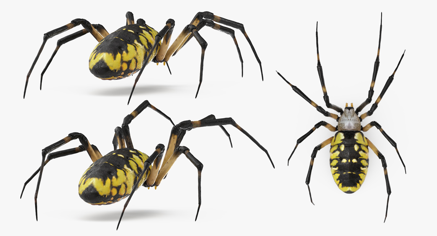 Argiope Aurantia or Yellow Garden Spider Rigged 3D