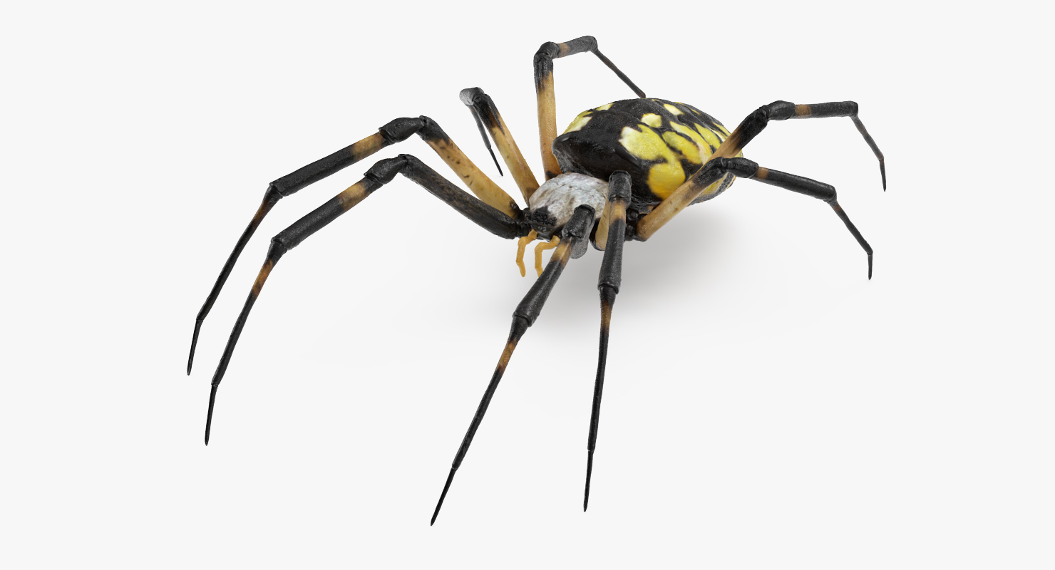 Argiope Aurantia or Yellow Garden Spider Rigged 3D