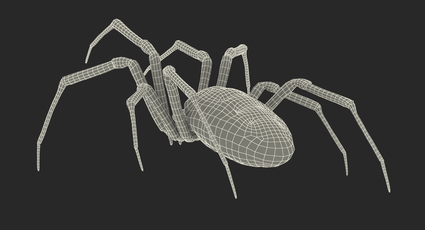 Argiope Aurantia or Yellow Garden Spider Rigged 3D