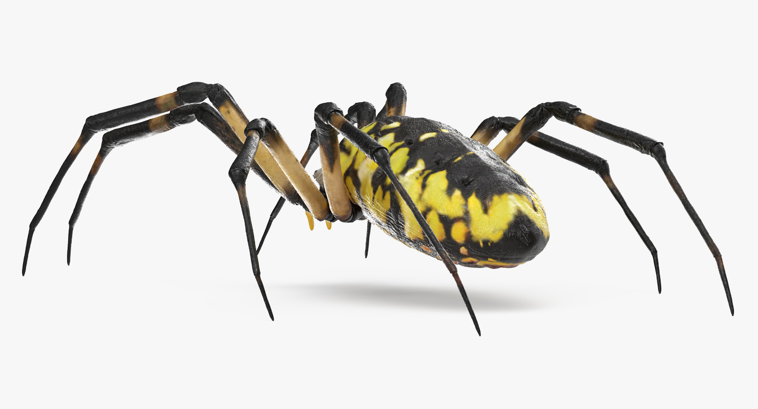 Argiope Aurantia or Yellow Garden Spider Rigged 3D