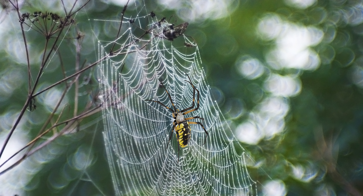 Argiope Aurantia or Yellow Garden Spider Rigged 3D