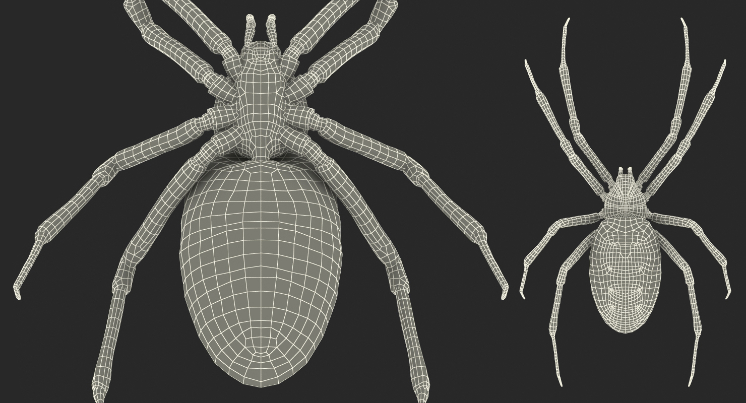 Argiope Aurantia or Yellow Garden Spider Rigged 3D