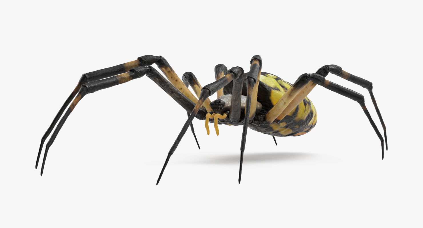Argiope Aurantia or Yellow Garden Spider Rigged 3D