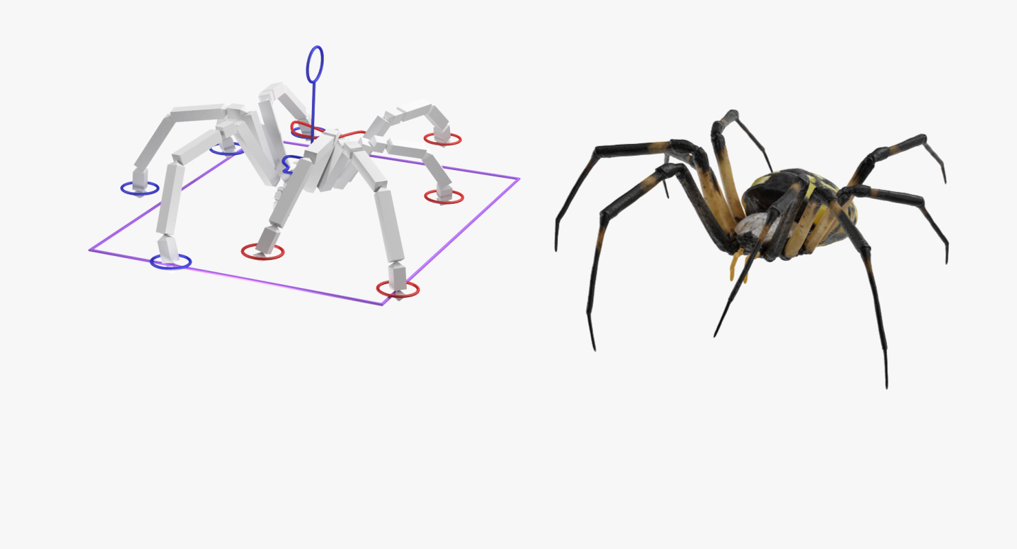 Argiope Aurantia or Yellow Garden Spider Rigged 3D