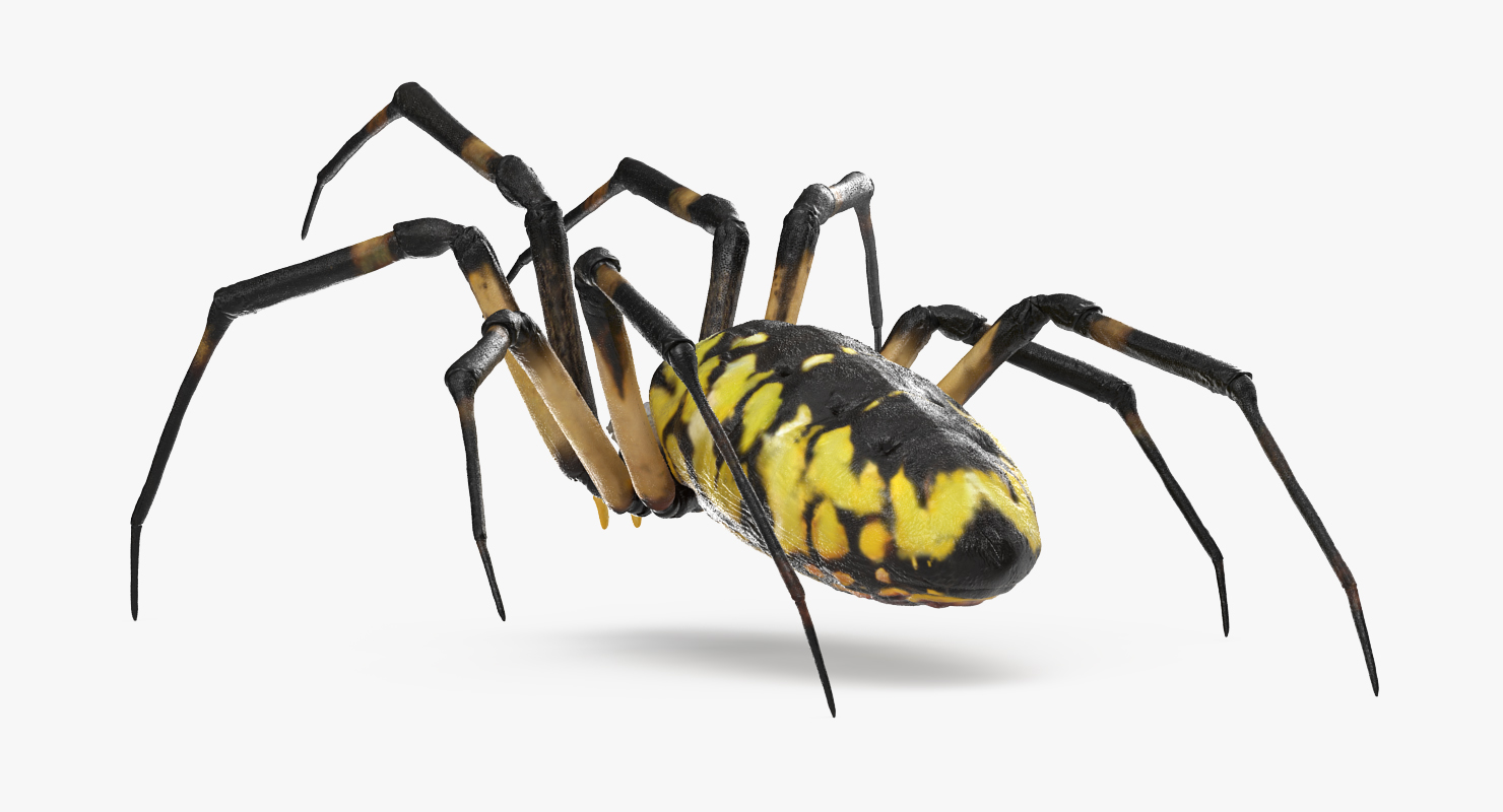 Argiope Aurantia or Yellow Garden Spider Rigged 3D