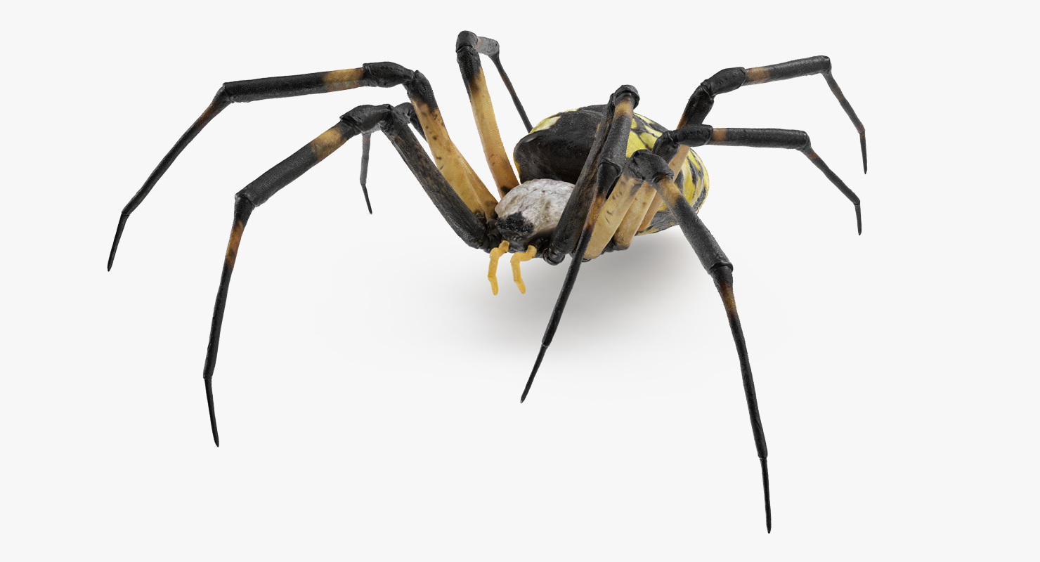 Argiope Aurantia or Yellow Garden Spider Rigged 3D