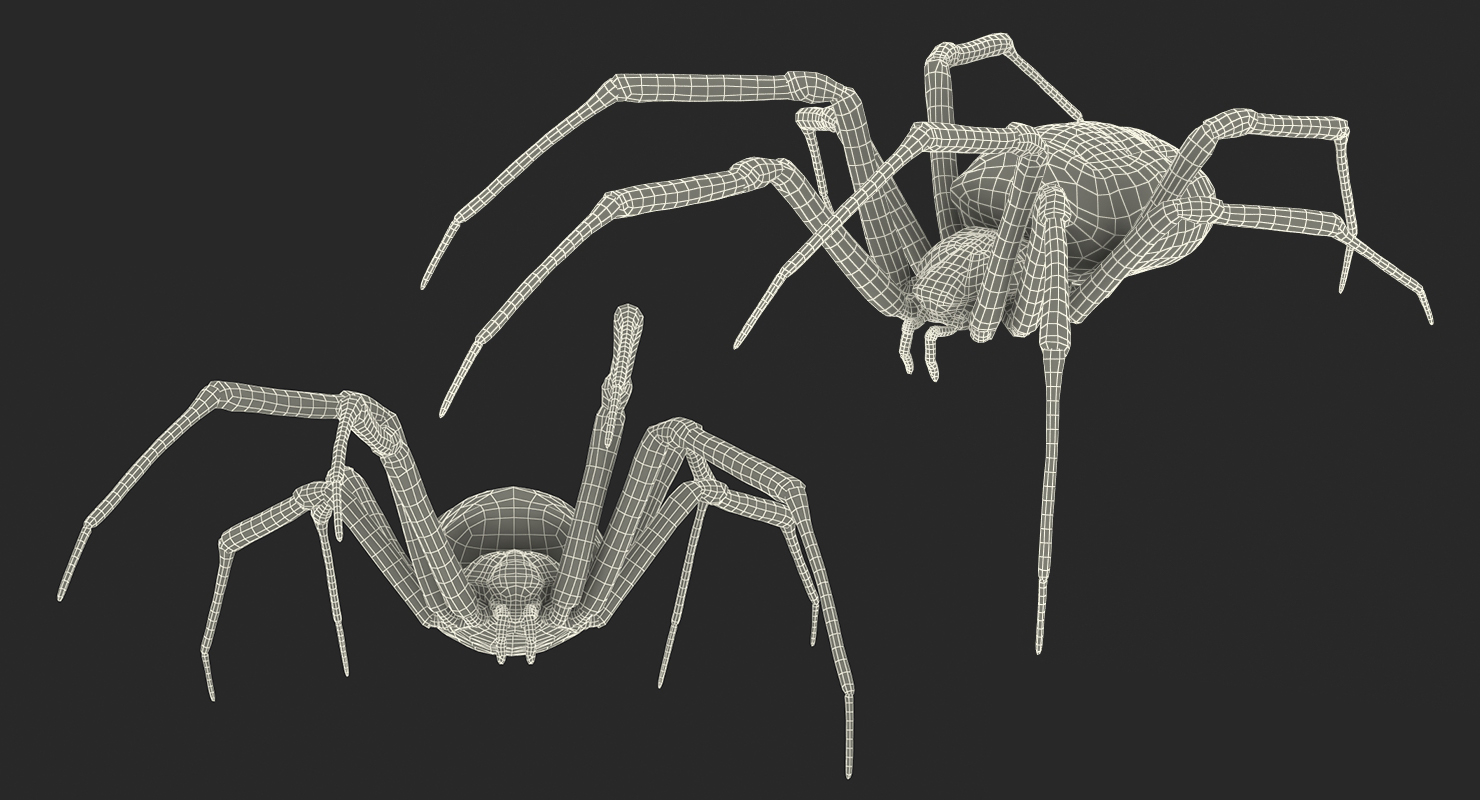 Argiope Aurantia or Yellow Garden Spider Rigged 3D