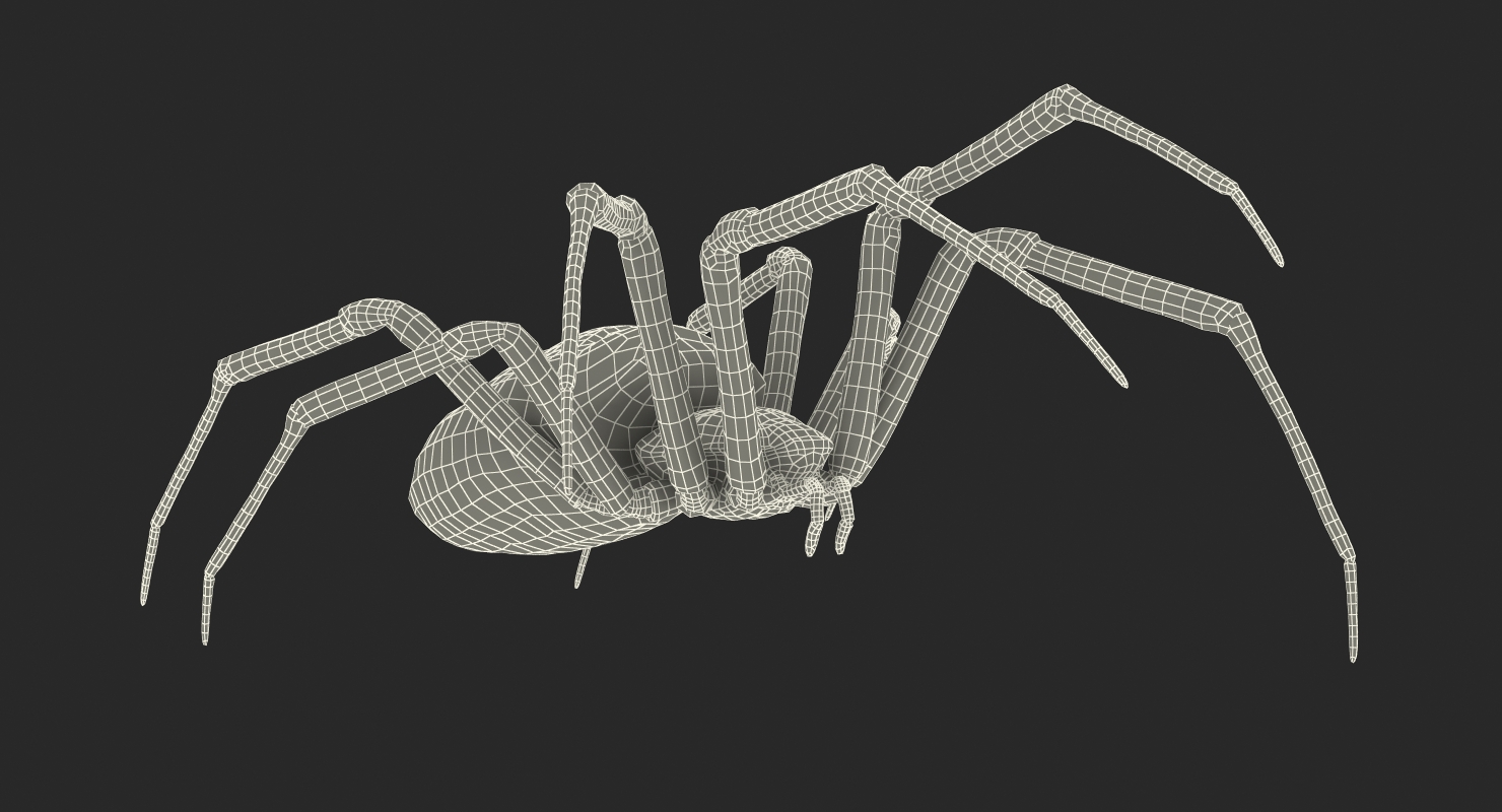 Argiope Aurantia or Yellow Garden Spider Rigged 3D