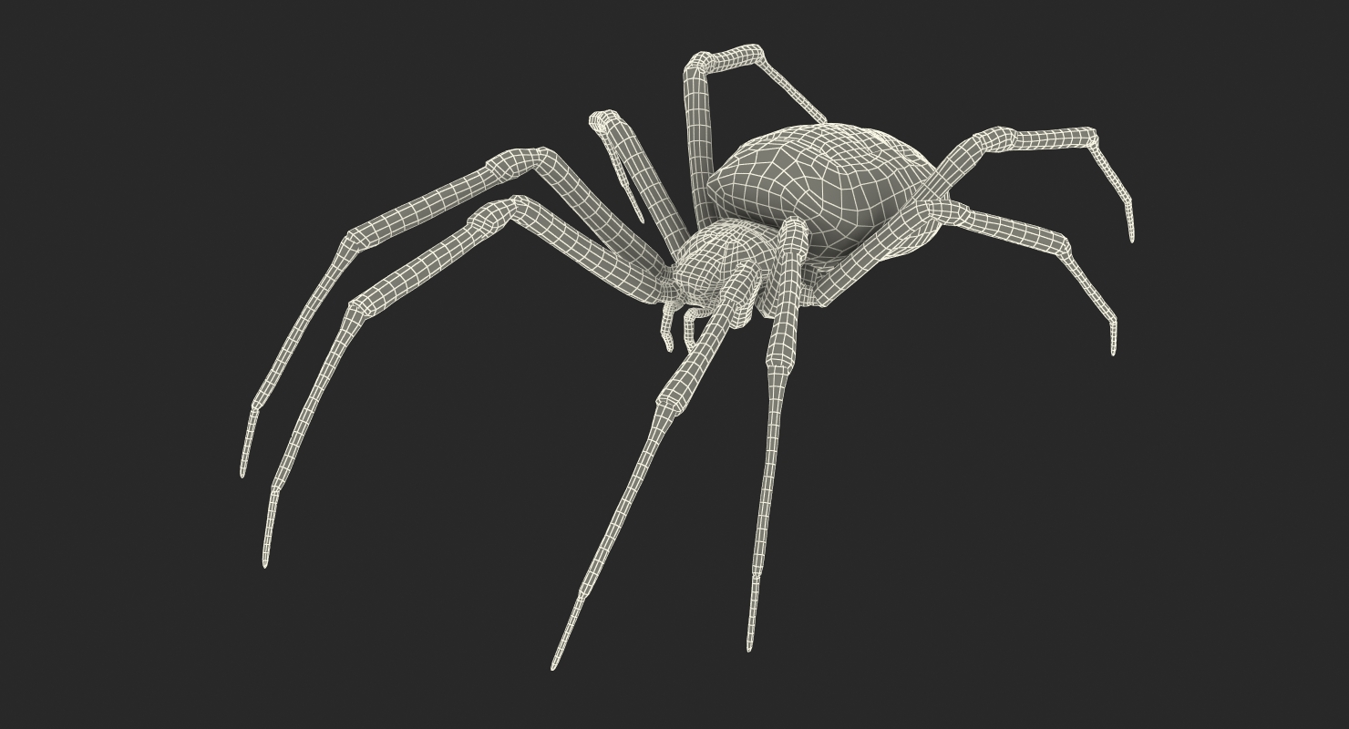 Argiope Aurantia or Yellow Garden Spider Rigged 3D