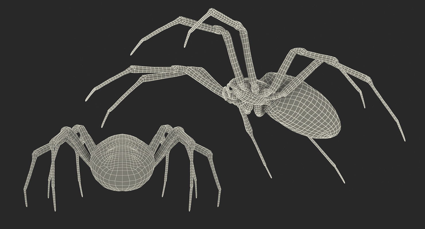 Argiope Aurantia or Yellow Garden Spider Rigged 3D