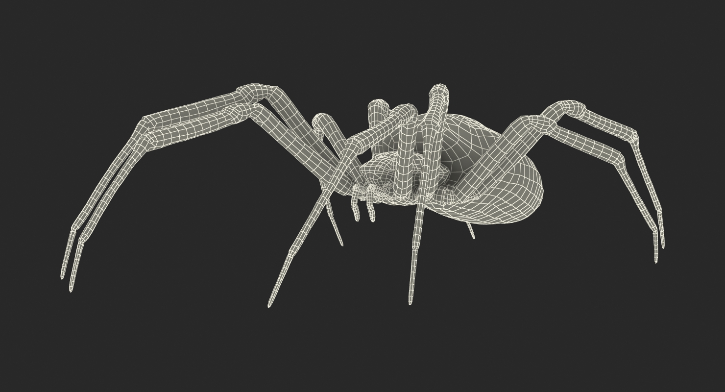 Argiope Aurantia or Yellow Garden Spider Rigged 3D