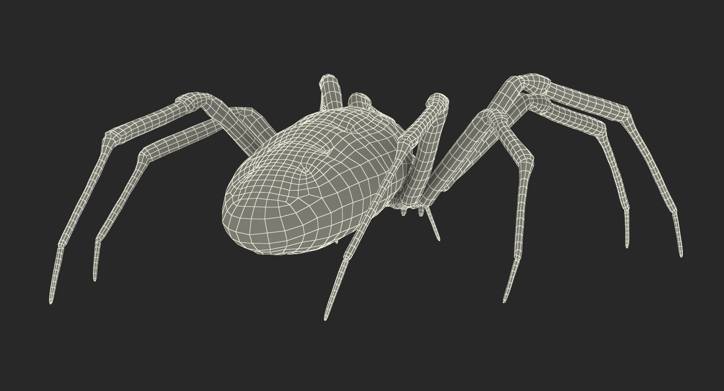 Argiope Aurantia or Yellow Garden Spider Rigged 3D
