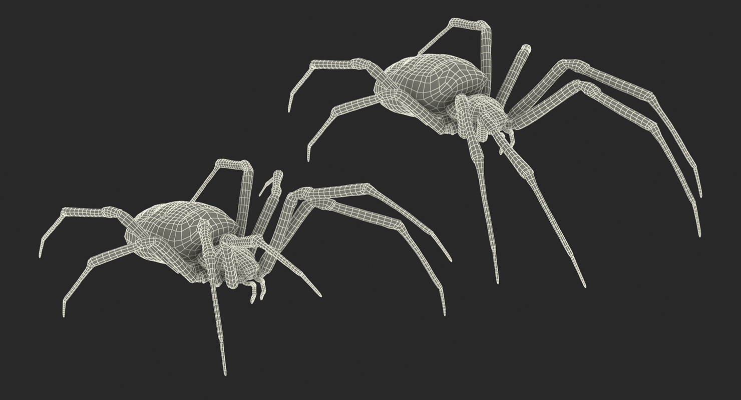 Argiope Aurantia or Yellow Garden Spider Rigged 3D