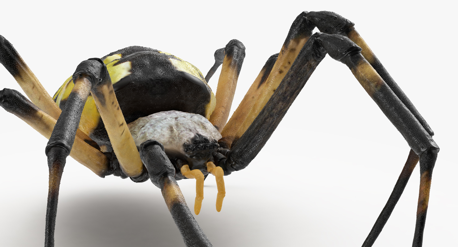 Argiope Aurantia or Yellow Garden Spider Rigged 3D