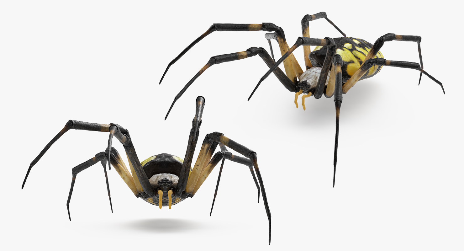 Argiope Aurantia or Yellow Garden Spider Rigged 3D