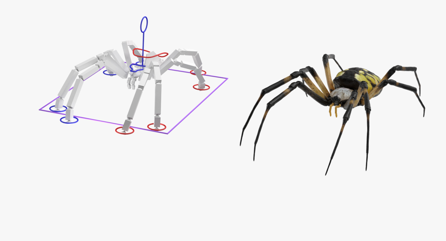 Argiope Aurantia or Yellow Garden Spider Rigged 3D