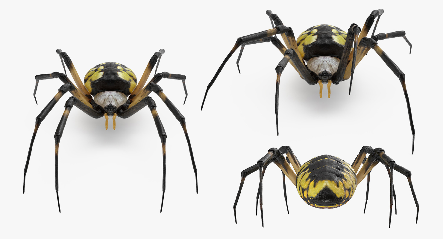Argiope Aurantia or Yellow Garden Spider Rigged 3D