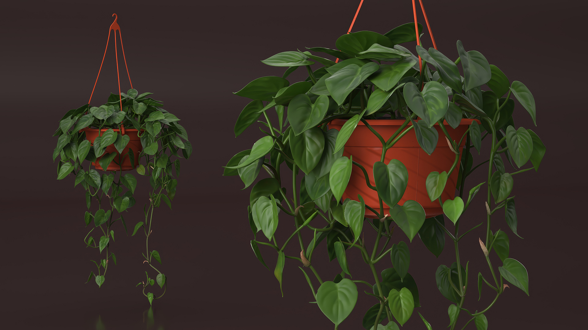 Philodendron Scandens Plant in Hanging Pot 3D