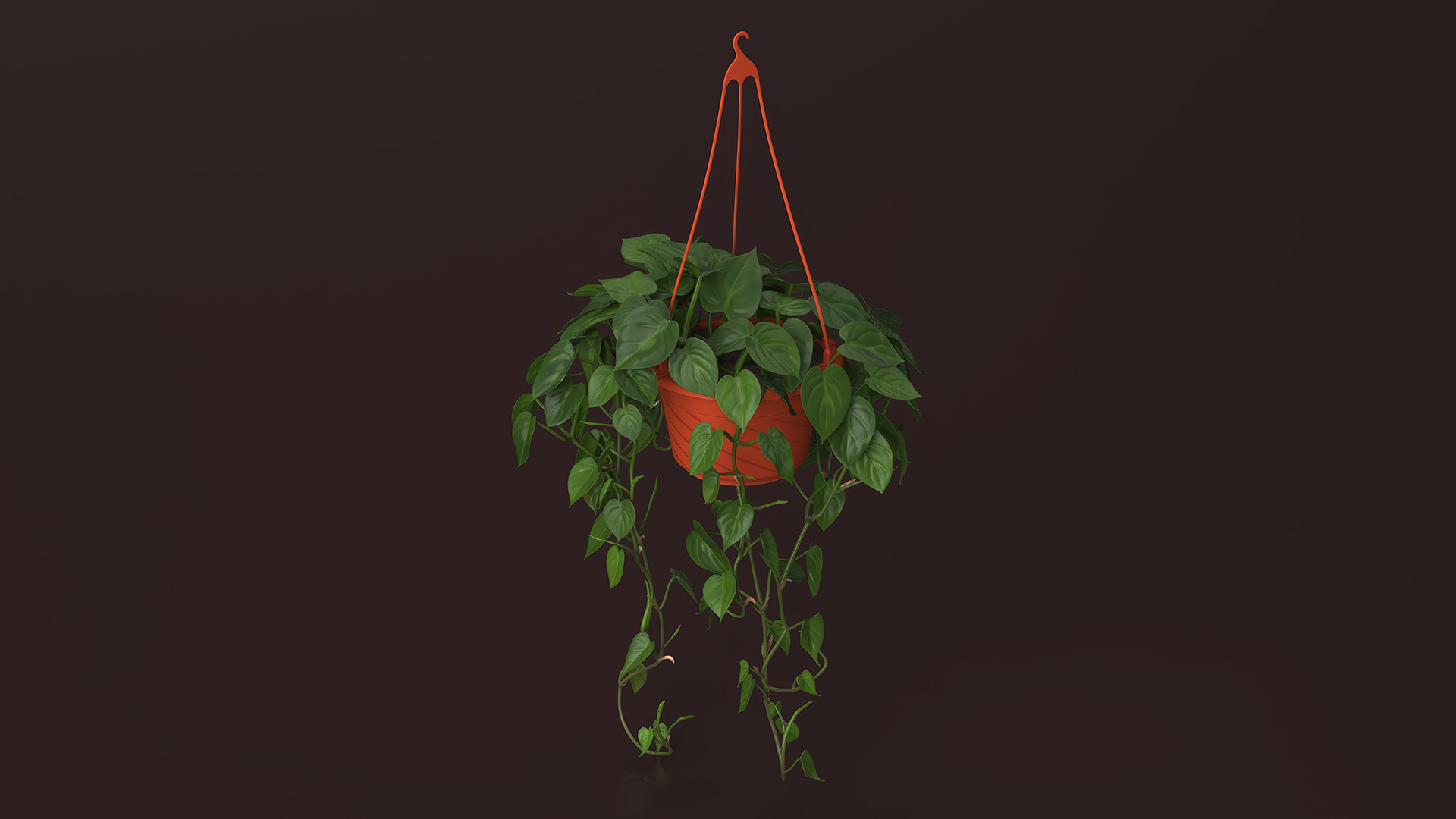 Philodendron Scandens Plant in Hanging Pot 3D