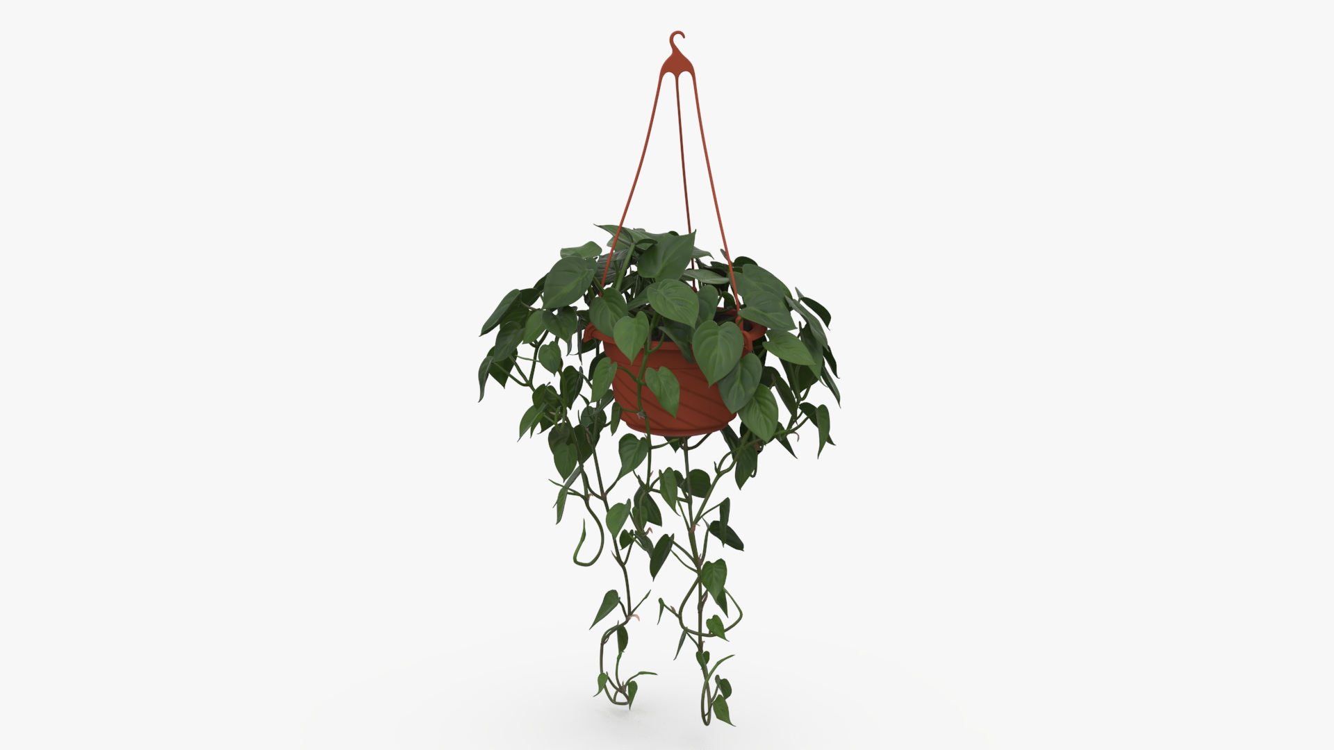 Philodendron Scandens Plant in Hanging Pot 3D