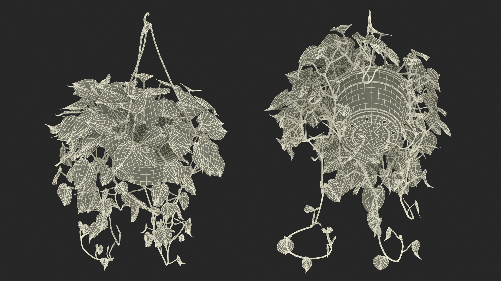 Philodendron Scandens Plant in Hanging Pot 3D
