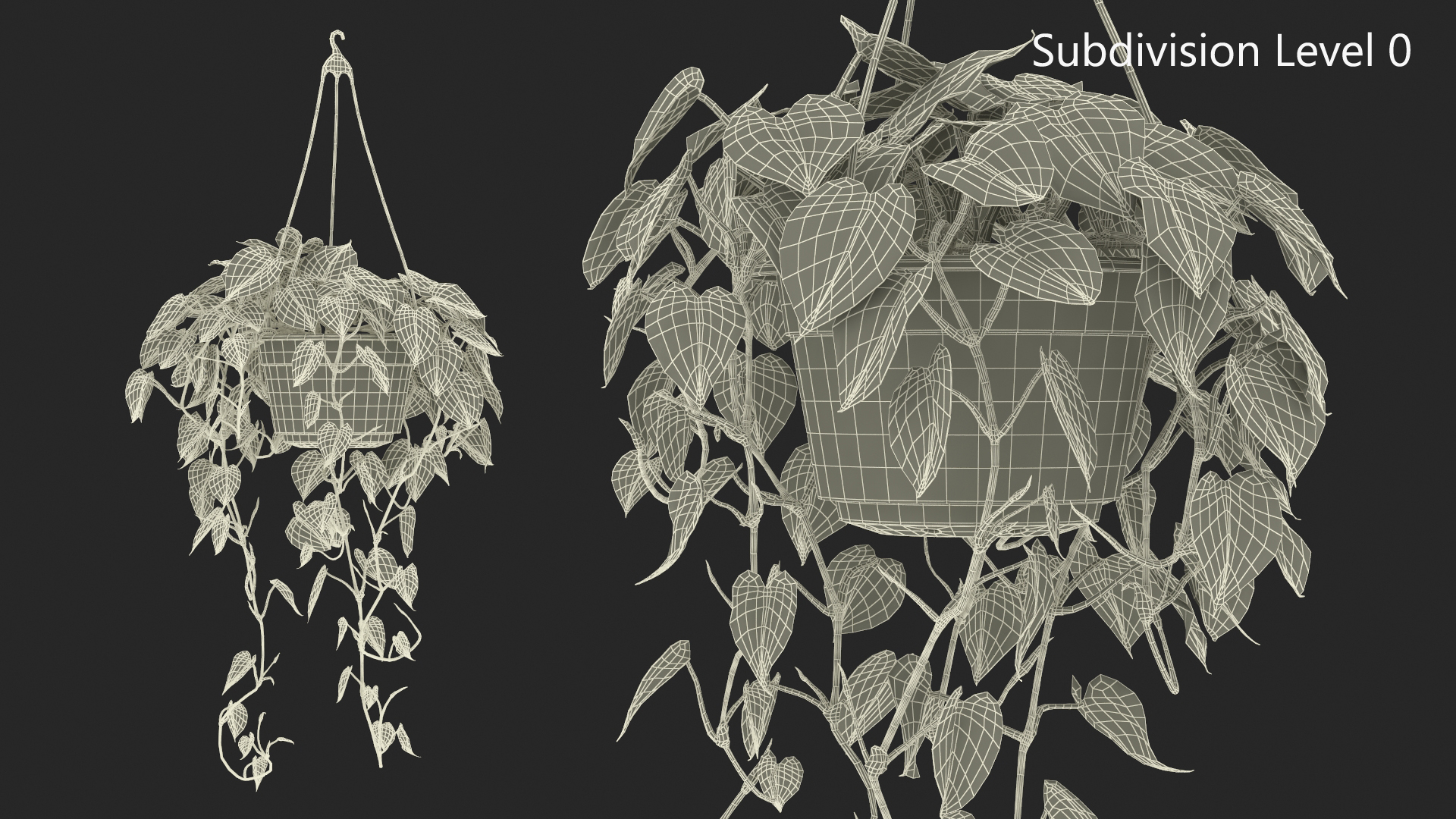 Philodendron Scandens Plant in Hanging Pot 3D