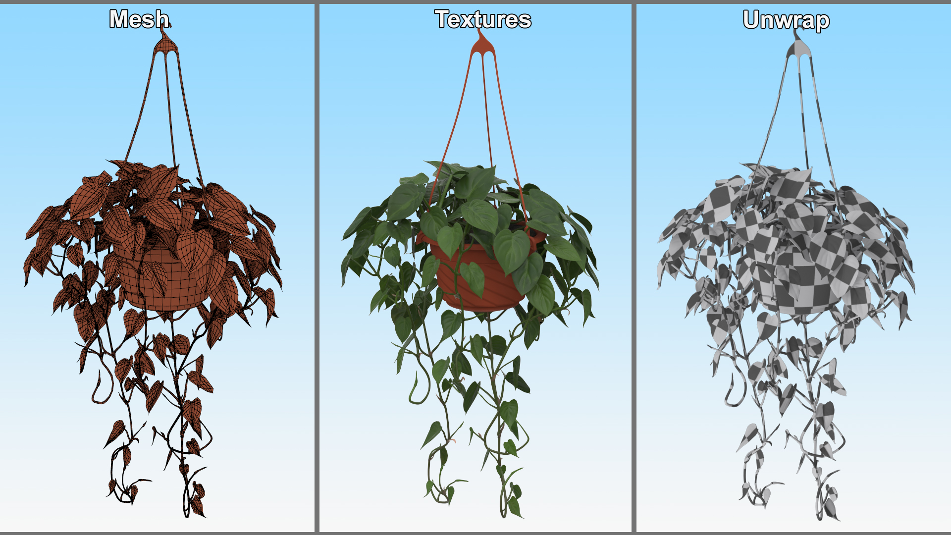 Philodendron Scandens Plant in Hanging Pot 3D