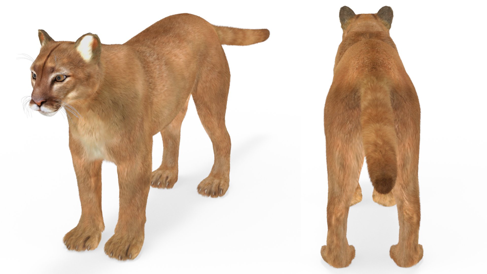 3D model Puma Fur