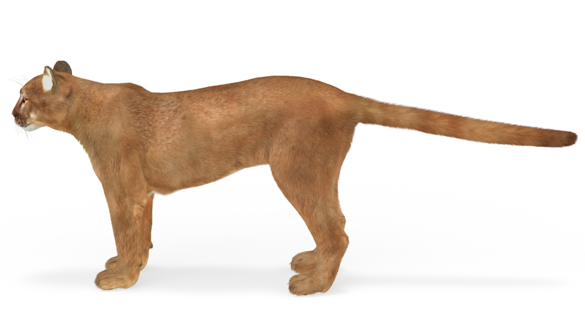 3D model Puma Fur