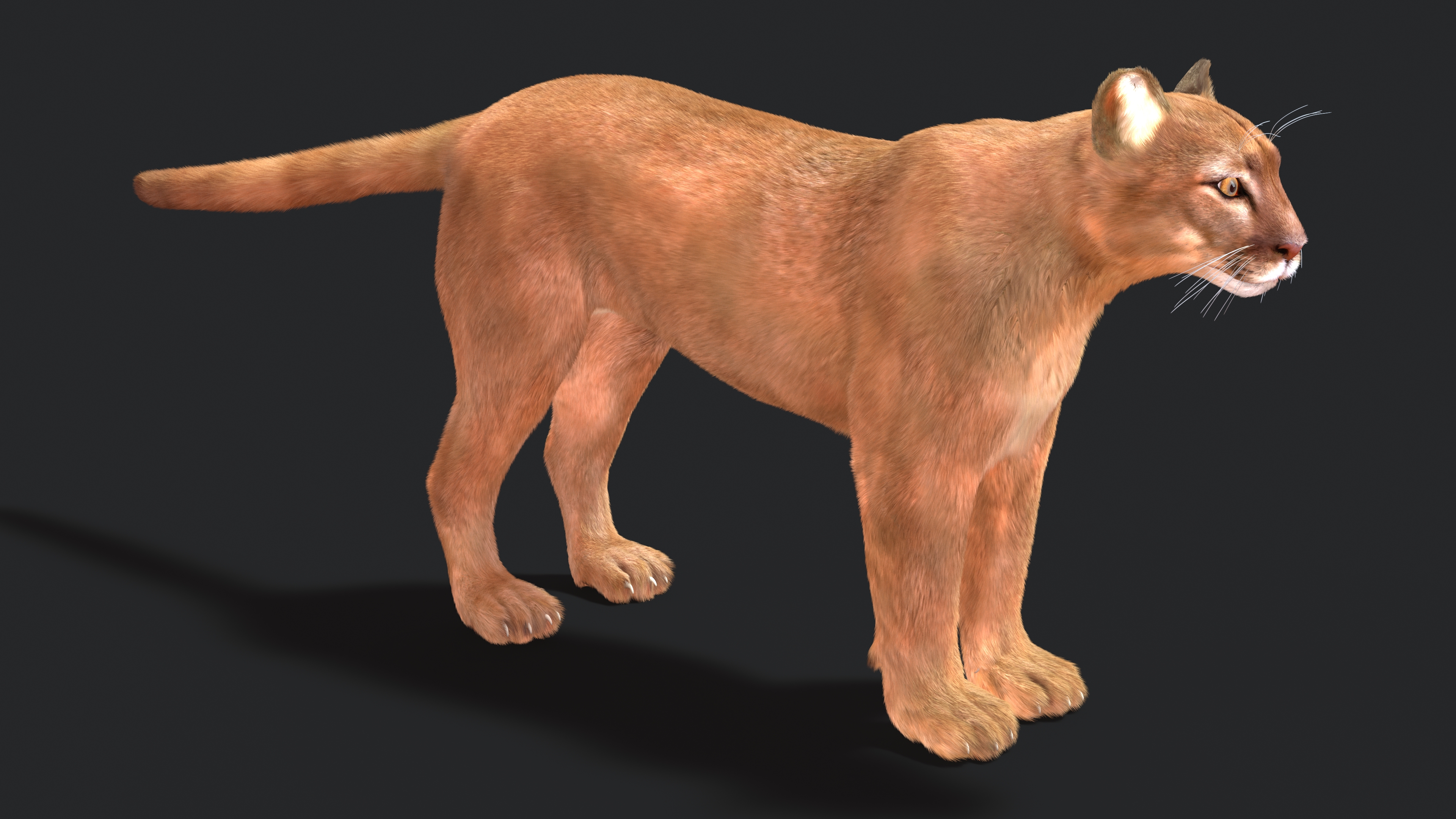 3D model Puma Fur