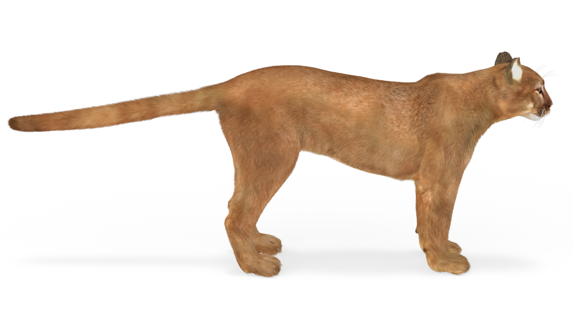 3D model Puma Fur