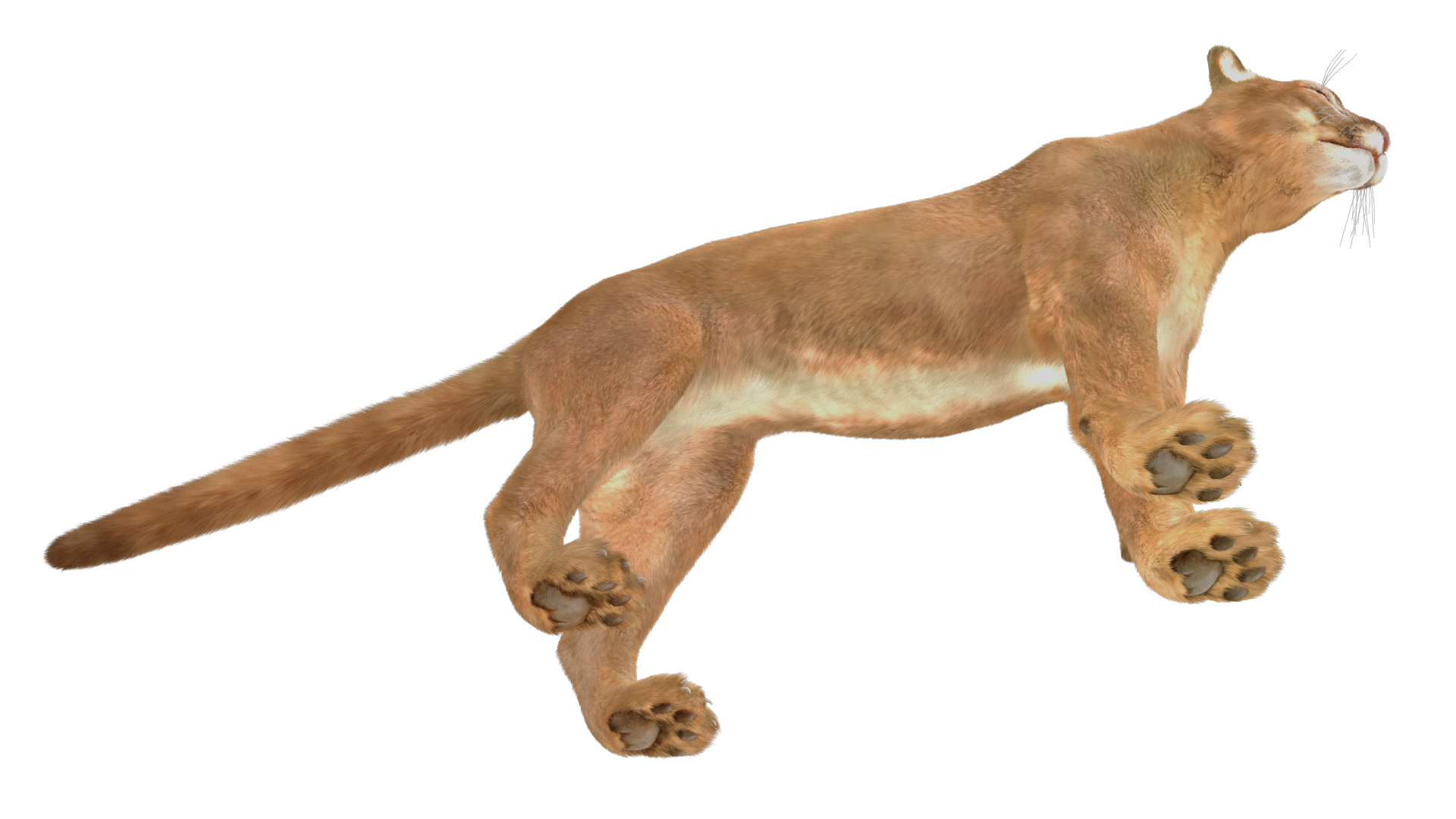 3D model Puma Fur