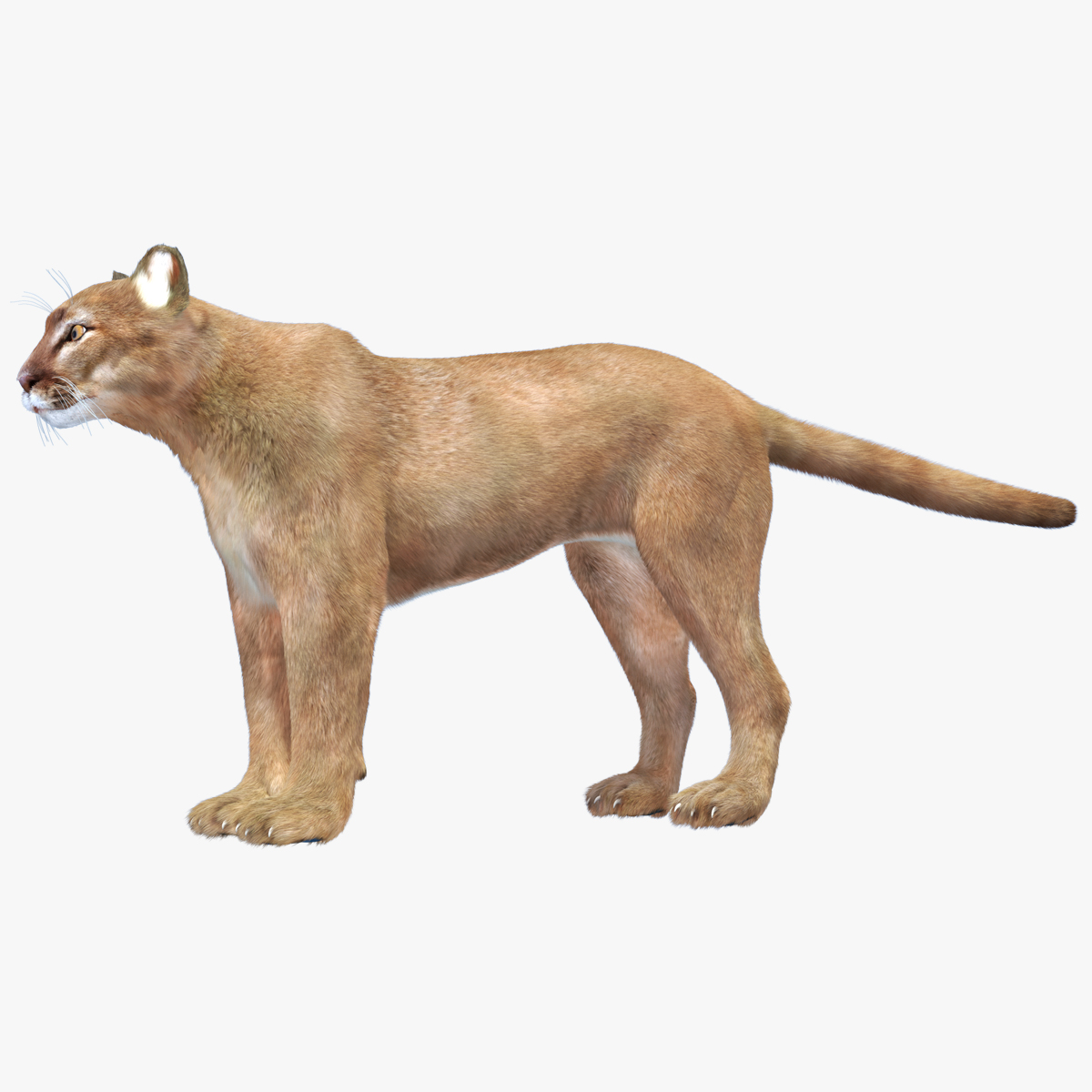 3D model Puma Fur