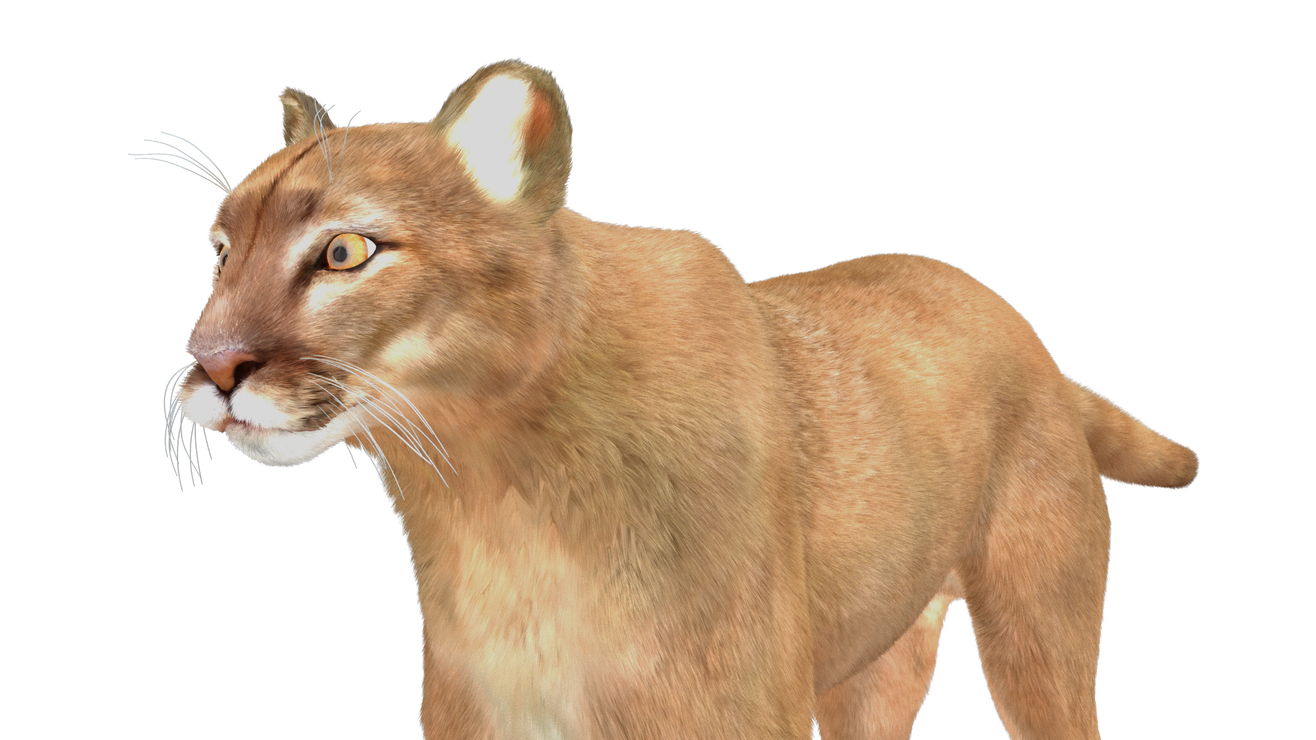 3D model Puma Fur