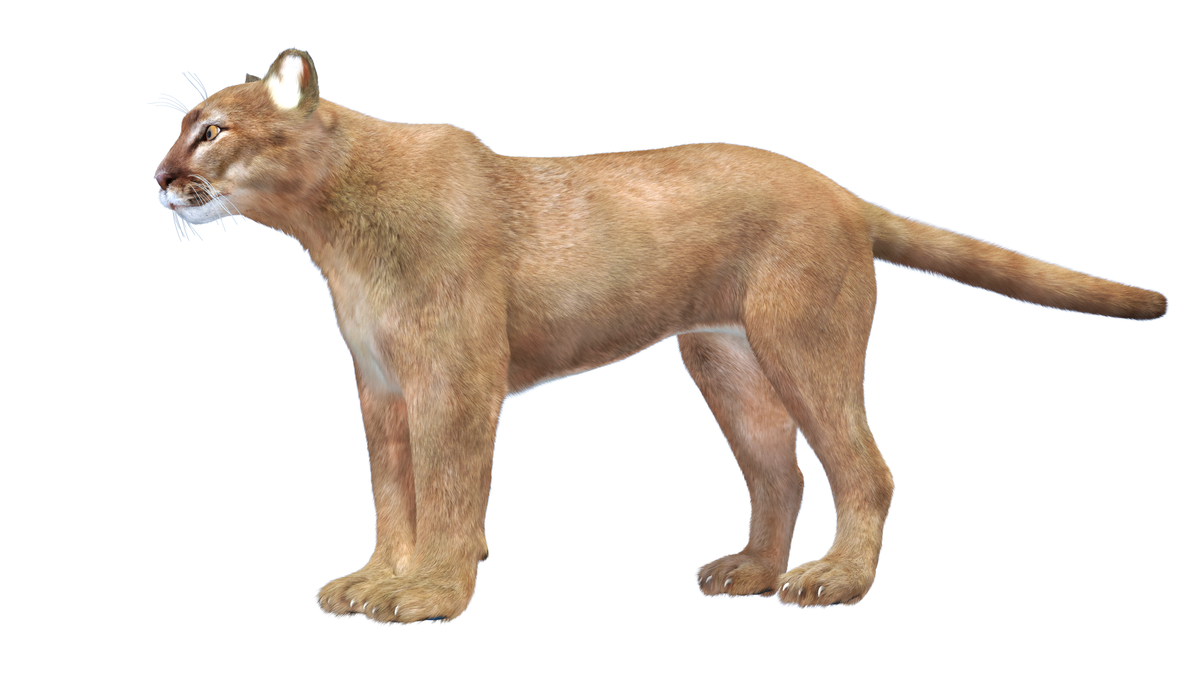 3D model Puma Fur