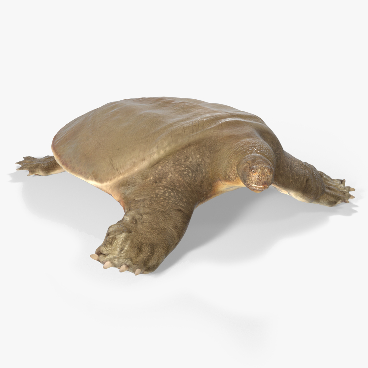 3D Pelochelys Cantorii Rigged