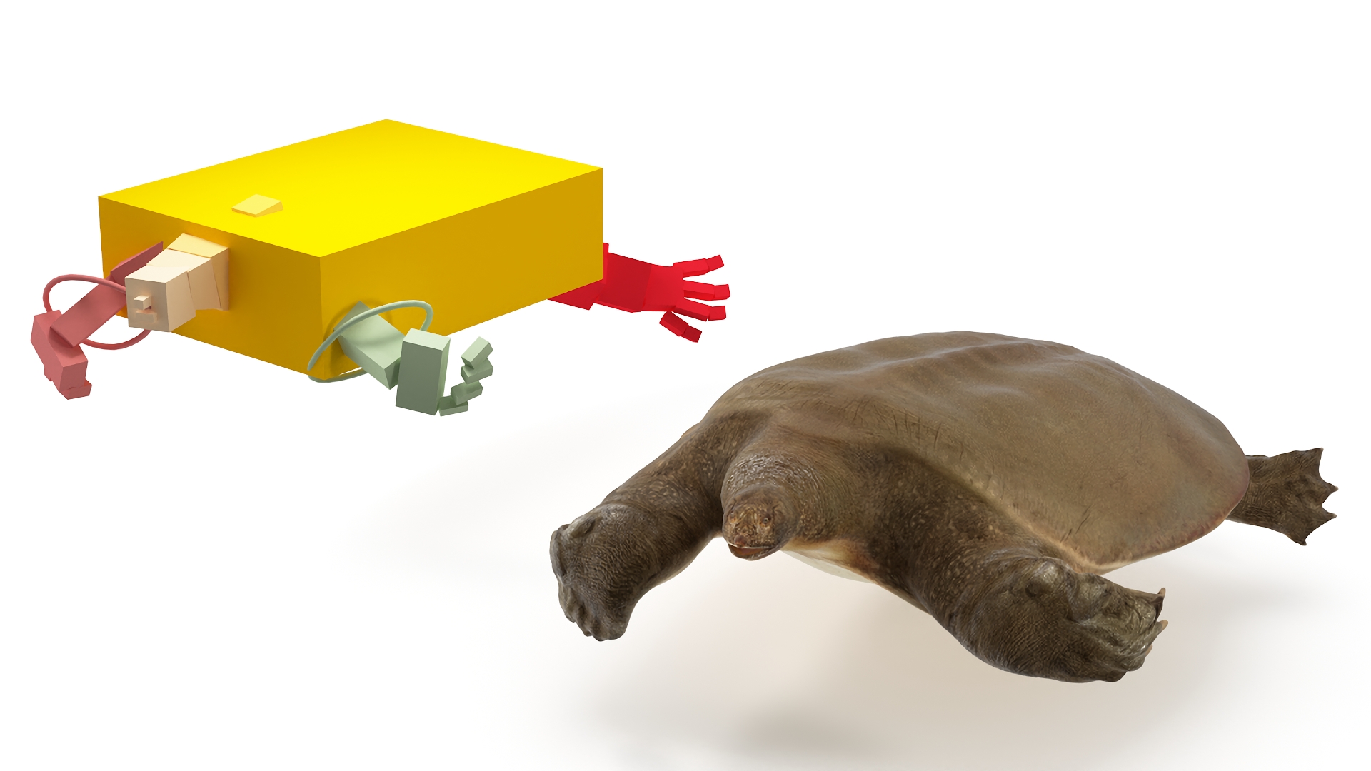 3D Pelochelys Cantorii Rigged