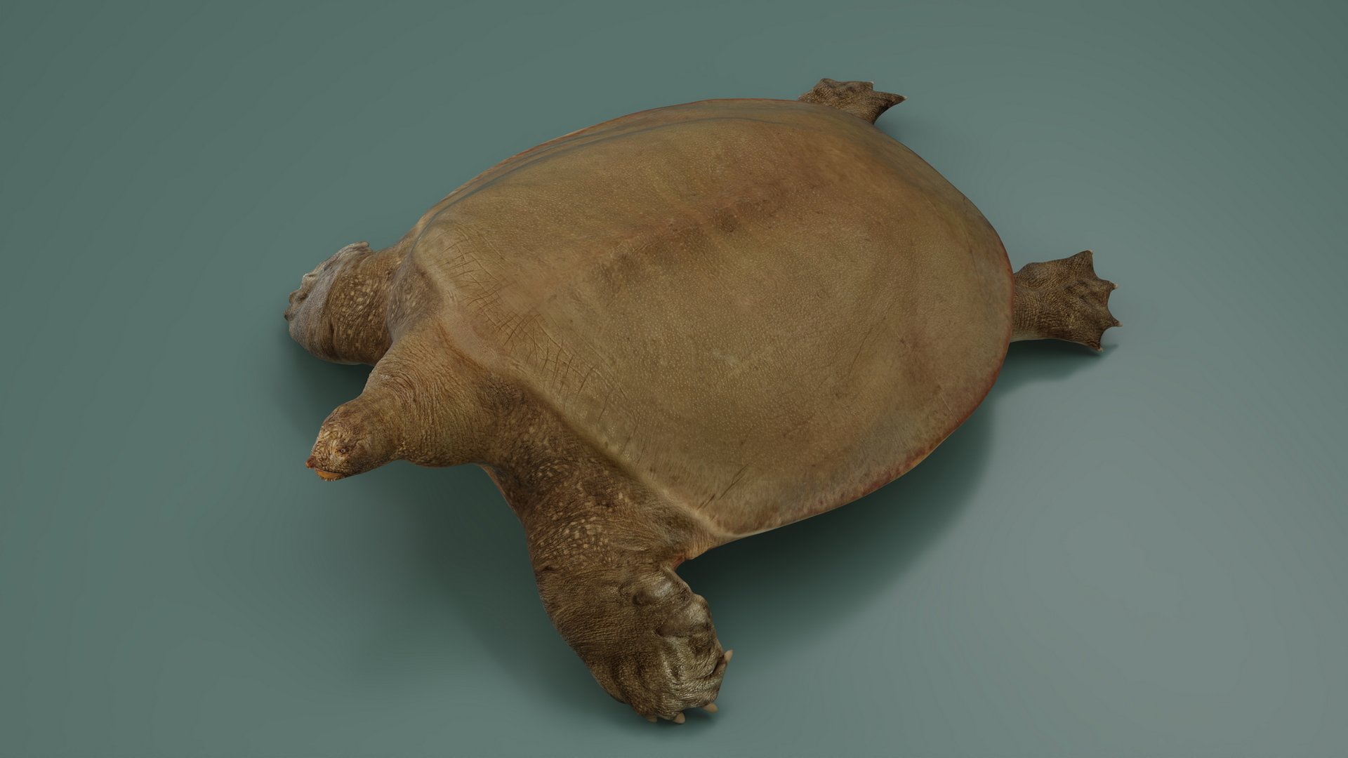 3D Pelochelys Cantorii Rigged