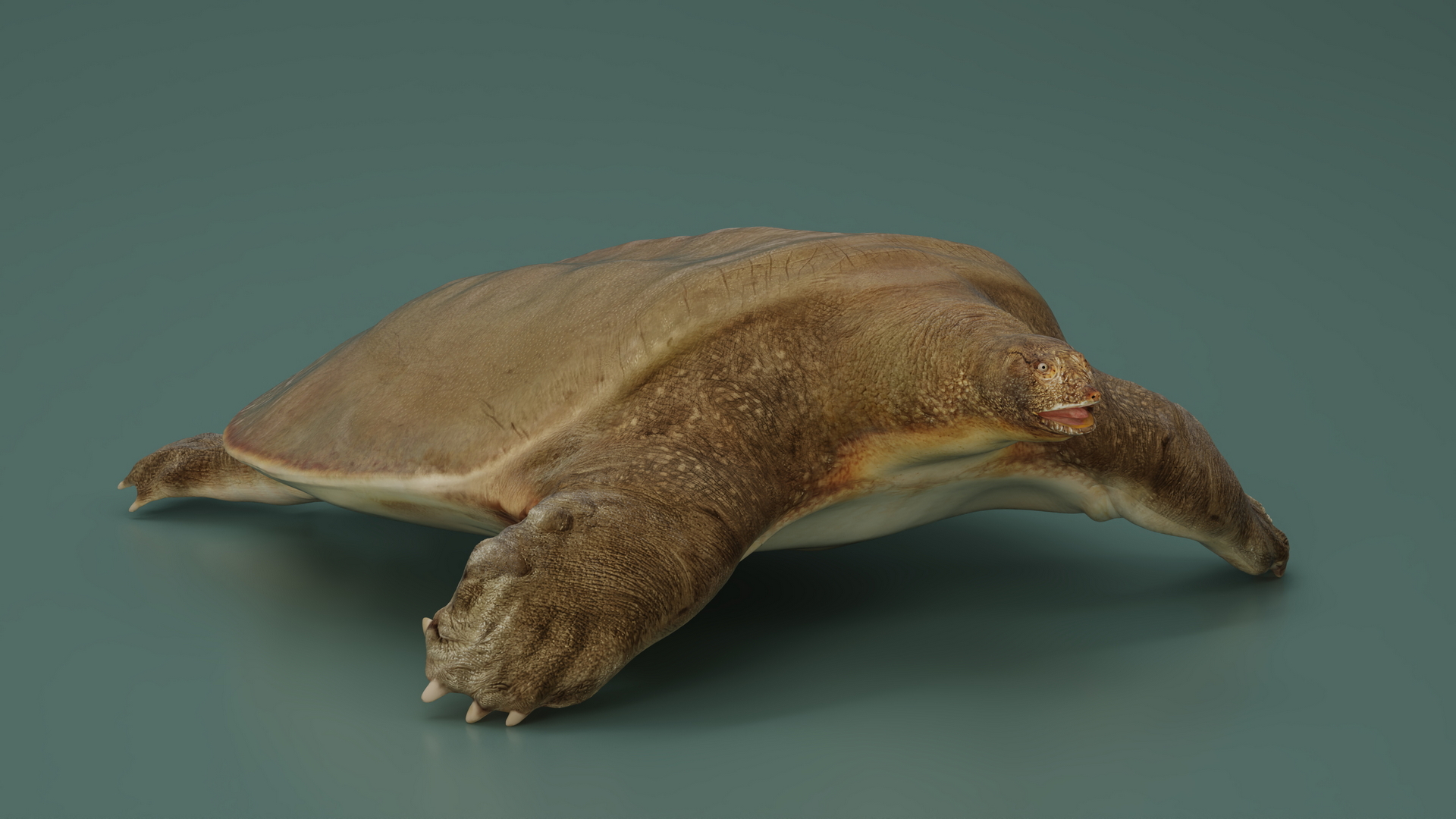 3D Pelochelys Cantorii Rigged
