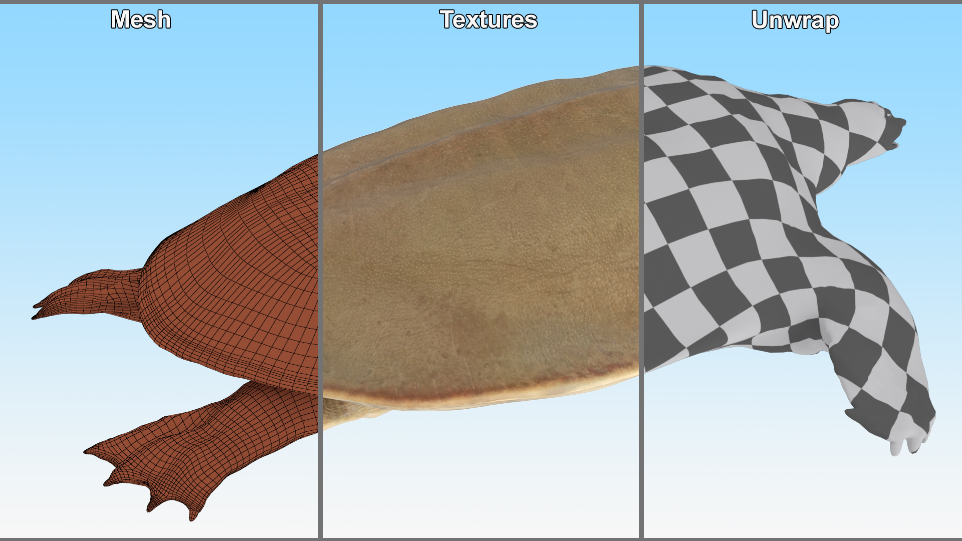 3D Pelochelys Cantorii Rigged