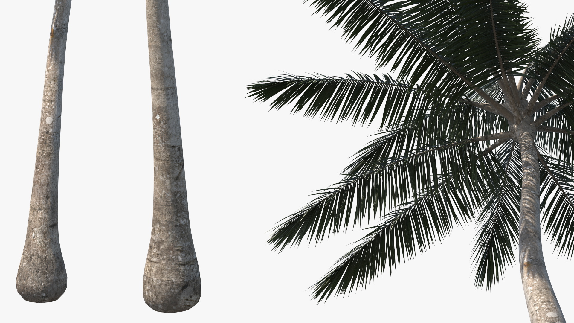 Palm Tree 3D model
